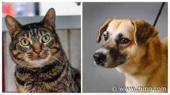 Pets of the Week: Meet Lana and Layla, the Houston Humane Society's longest-staying cat and dog