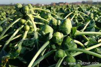 Waitrose relaxes spec for "wonky" sprouts