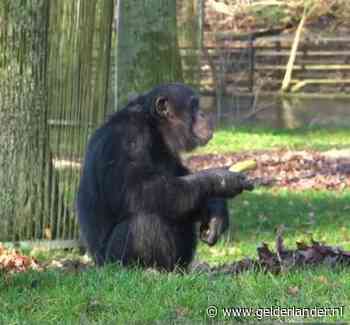 Burgers’ Zoo komt met parodie op banaankunst: aap eet ‘banaan van 150.000 euro op’