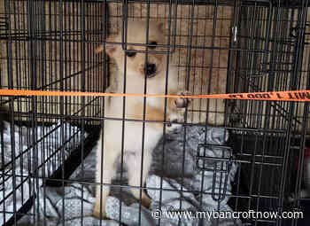 Ontario set to have harshest animal cruelty penalities