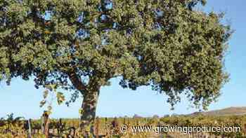 What Oak Trees Mean to the Health of Vineyards
