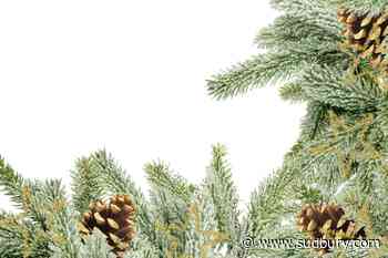 Discover: There's a reason 'Christmas' scents like pine trees and turkey are so evocative
