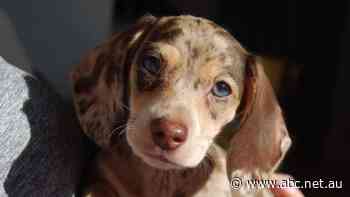 Rebecca thought she was buying a dachshund puppy called Gina. Now she's at risk of identity theft