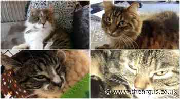Brighton Cat Killer: Investigation COMPLETE as suspect is re-bailed