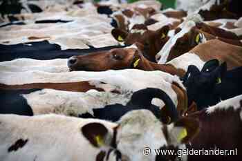 Gelderse boer is minder stikstofruimte kwijt bij uitbreiding veestapel