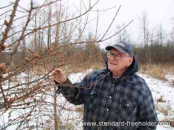 South Stormont farm plants thousands of trees from conservation groups