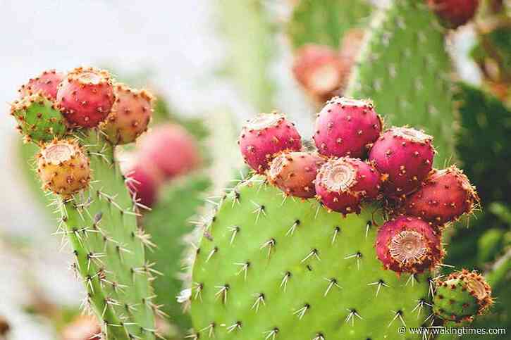 Mexican Inventors Create Eco-Friendly Leather Alternative Based on Nopal Cactus