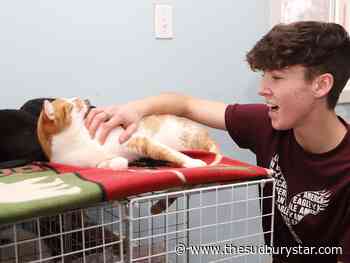 Number of stray cats overwhelms Sudbury shelter
