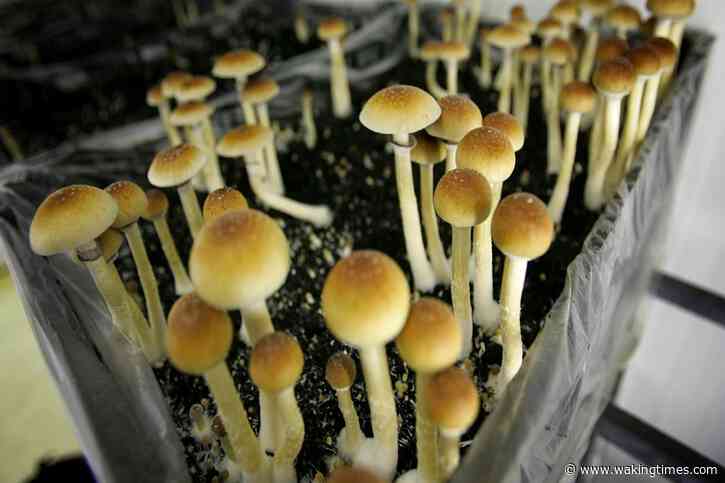 Scientists Have Created a Bacterium That Poops Huge Amounts of Psilocybin