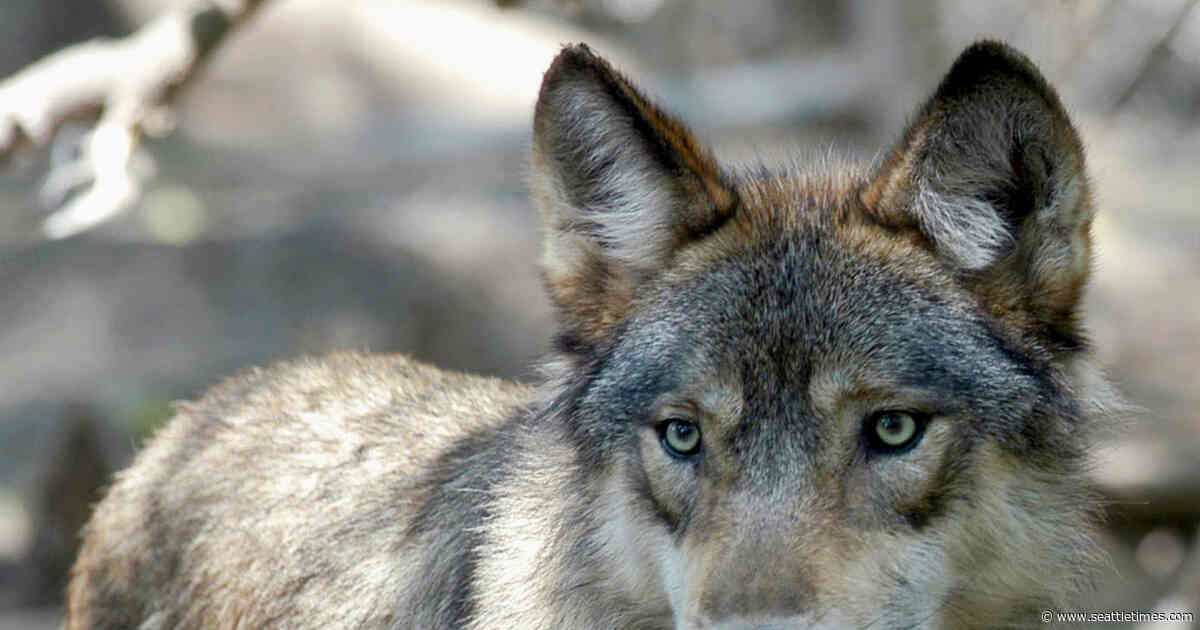 Colorado initiative would OK reintroducing the gray wolf