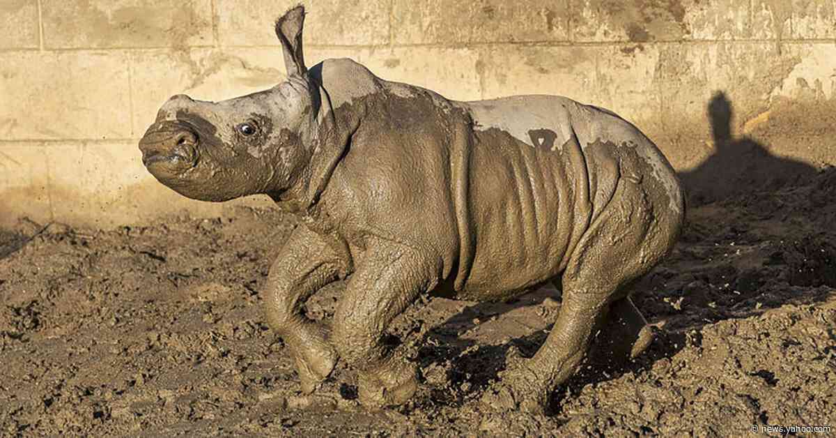 Baby white rhino gets name, frolics in mud at San Diego zoo