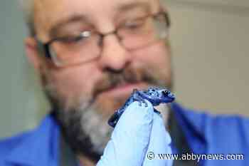 Uptick in people buying illegal amphibians causing concern for B.C. vet