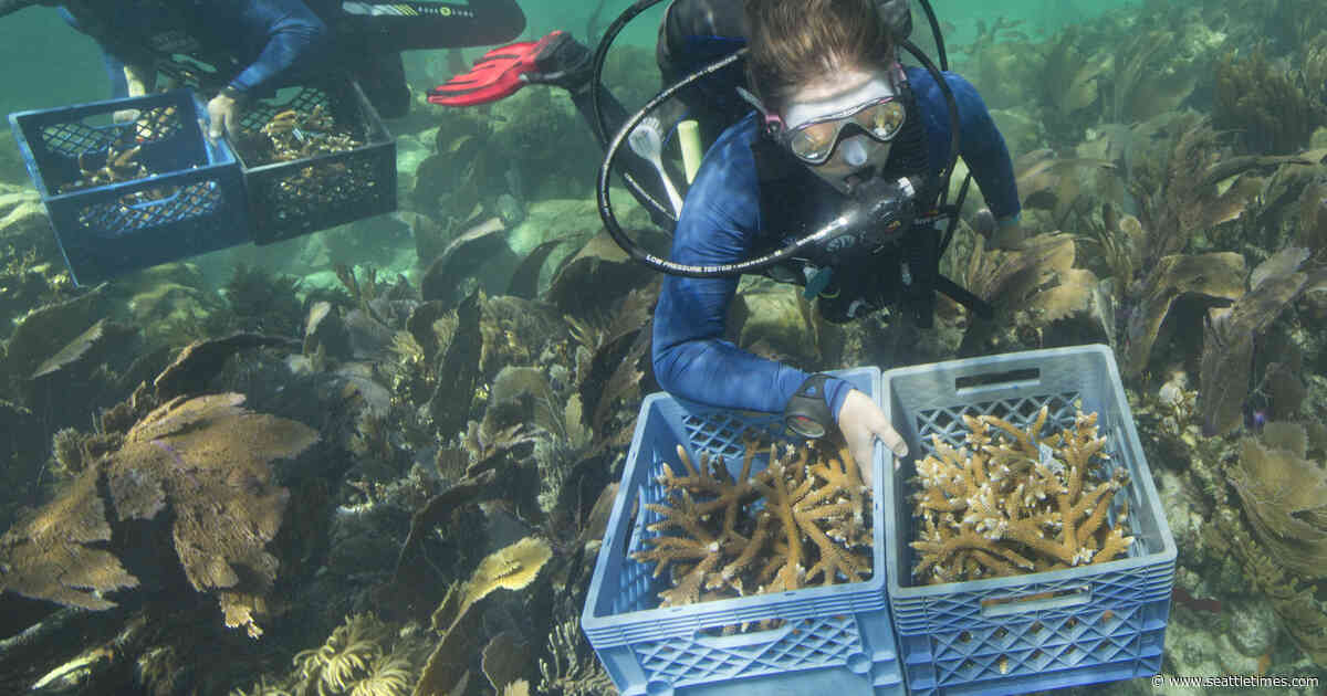 Officials want $100M for reef restoration in Florida Keys
