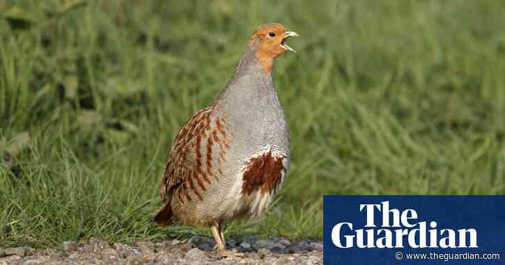 Birdwatch: the mystery of the partridge and the pear tree