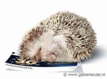 Bijna aangereden loterij-egeltje Freddie raakt tv-kijkers diep in het hart