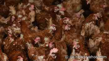 Bird flu found at Suffolk chicken farm