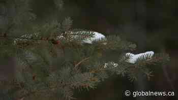 Christmas tree harvest reducing wildfire risk at Prince Albert National Park