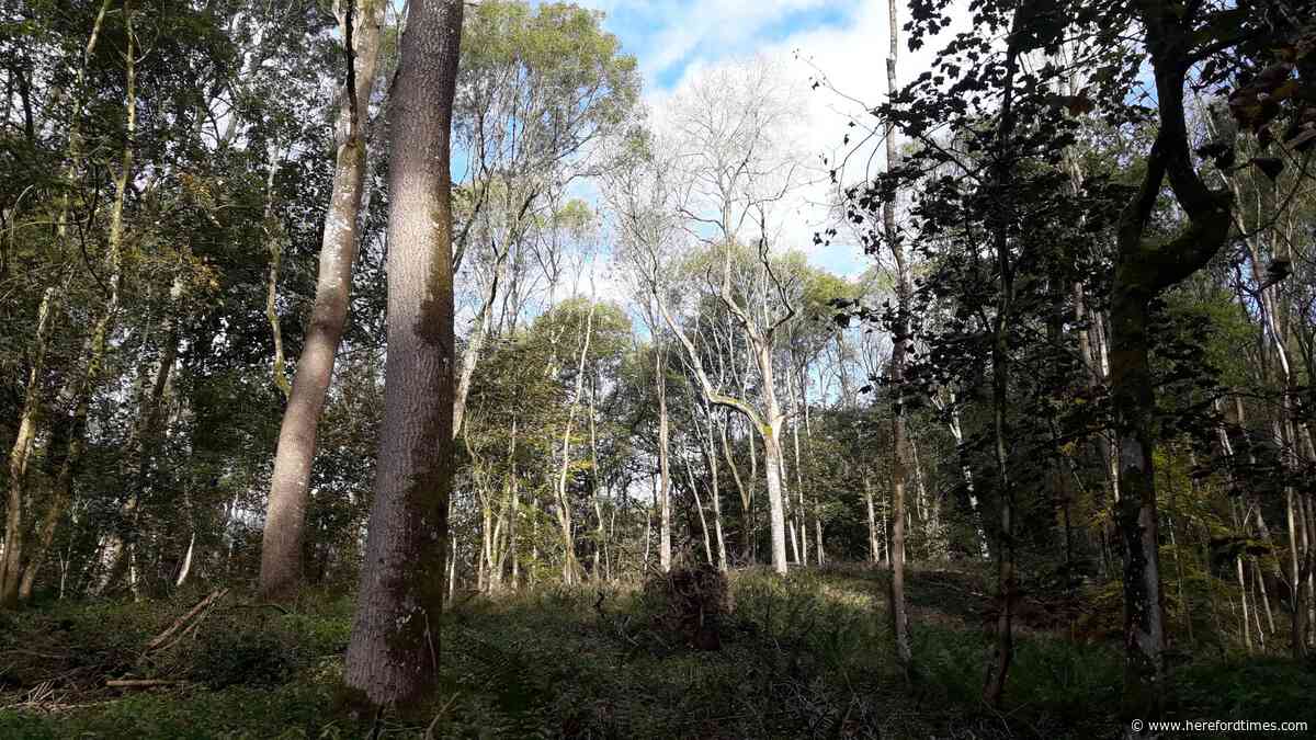 'Wonderful' trees to be felled at Herefordshire beauty spot