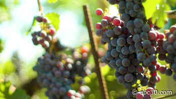 Where to stomp grapes in Napa Valley
