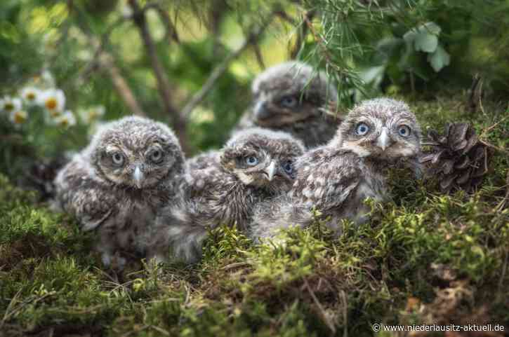 Zoo Hoyerswerda wildert erneut Steinkauz aus
