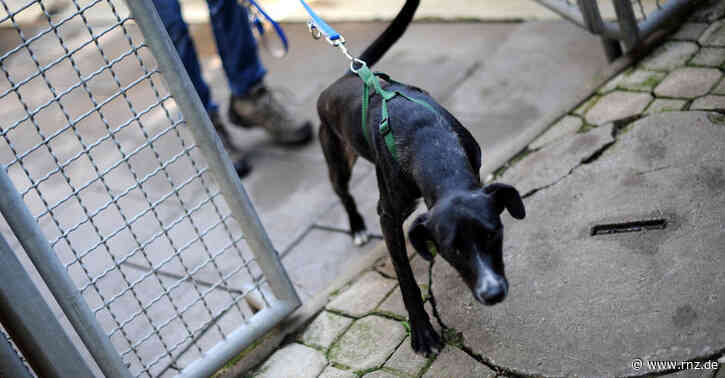 Mannheim: Freilaufende Hunde attackieren Seniorin