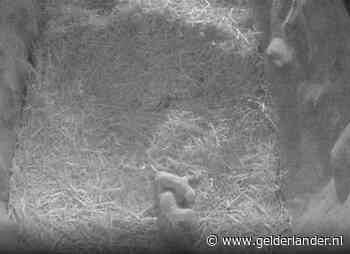 IJsbeertweeling geboren in Ouwehands Dierenpark