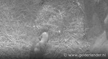 Schattig! IJsbeertjes geboren in Rhenense zoo Ouwehands