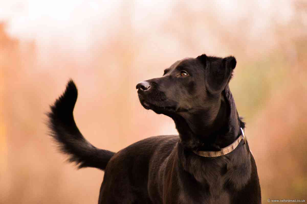 Confirmed case of Alabama Rot in Wallingford, Oxfordshire