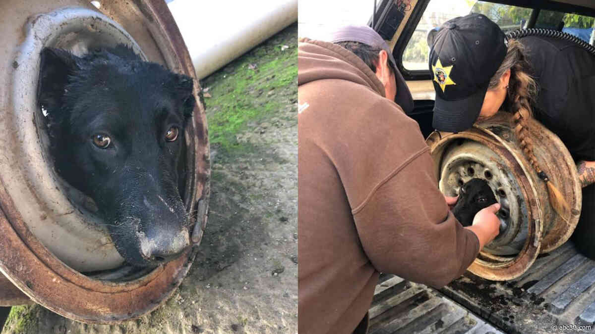 Dog found with head stuck in wheel rim rescued