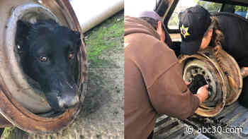 Dog found with head stuck in wheel rim rescued