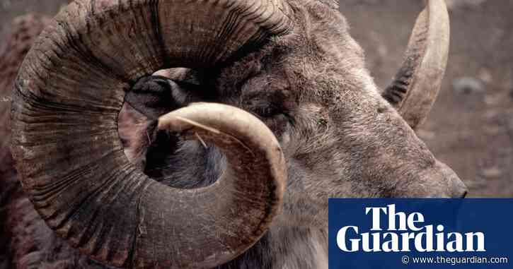 Donald Trump Jr killed rare endangered sheep in Mongolia with special permit
