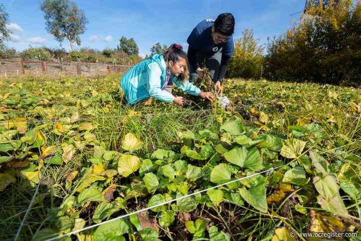 CSUF student researchers look to sweet potatoes as natural alternative in fighting aggressive weed
