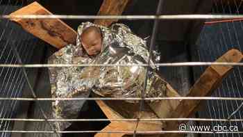 Nativity scene puts baby Jesus in a cage with solar blanket, like would-be migrants to U.S.