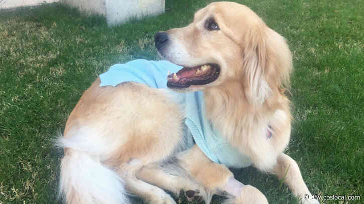 From Therapy Dog To Cancer Patient, Popular Comfort Animal On A New ‘Journey’