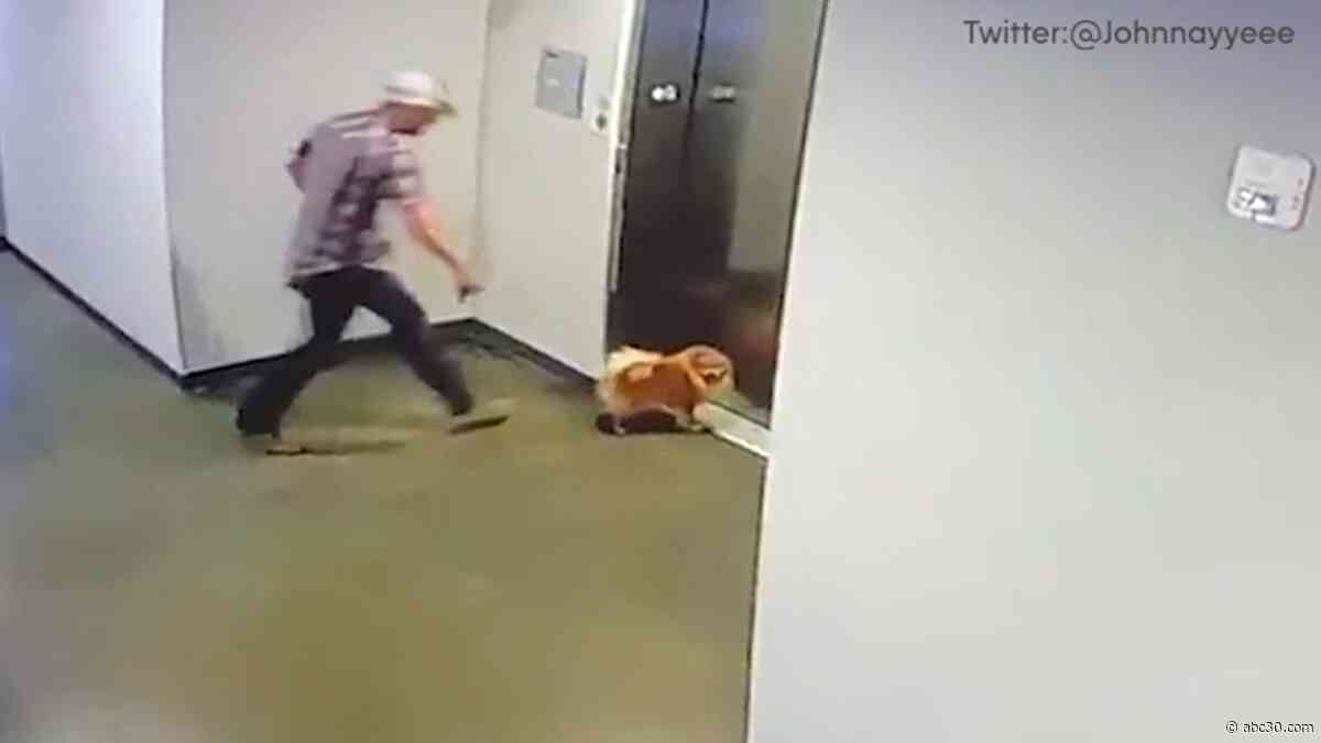 Video shows man rescue dog when leash stuck in elevator doors