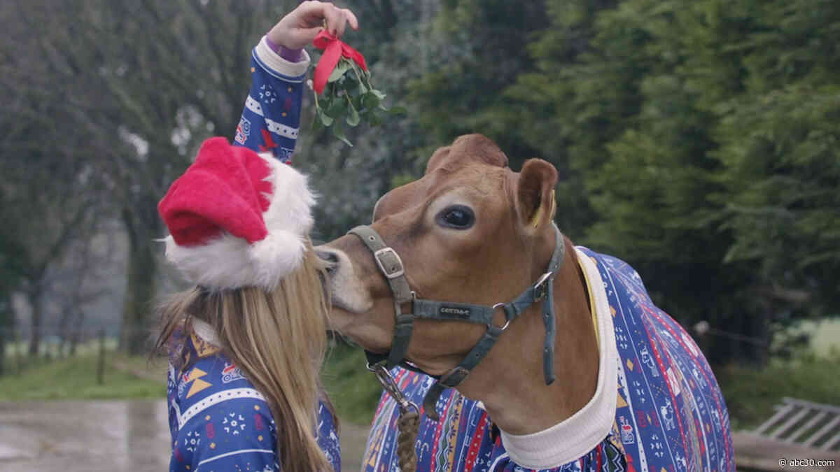 Dairy Christmas! Cows model festive holiday sweaters