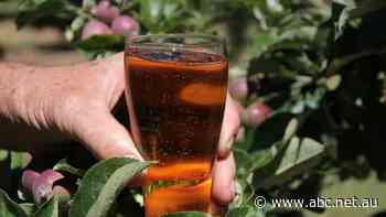Concentrated cider market leaves ACCC with a headache as it mulls $16b CUB takeover