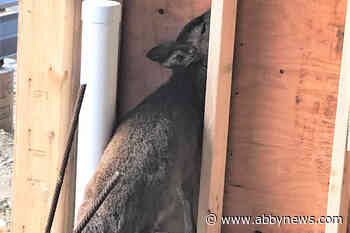 B.C. conservation officers put down fawn blinded by pellet gun on Vancouver Island