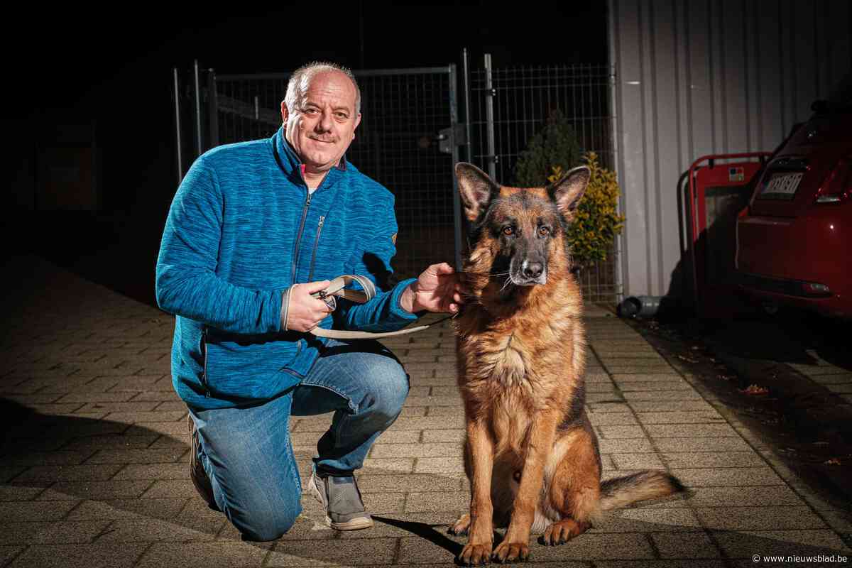 Dierenasielen krijgen steeds meer herdershonden binnen