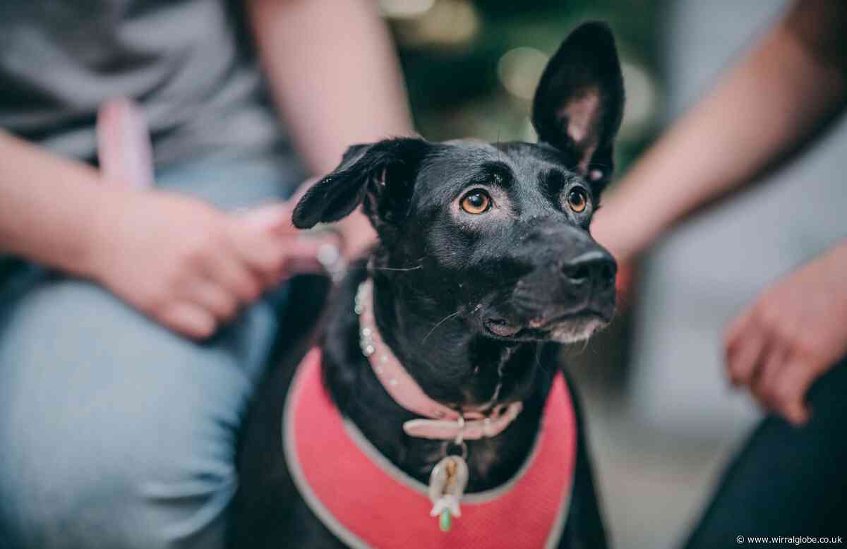 Rescue dog with no tail and sticky up ear face of Christmas campaign