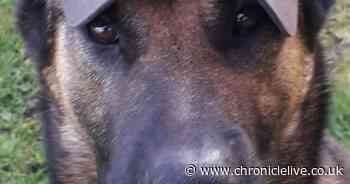 Police dog Ivan finds suspected burglar hiding under computer desk in Sunderland