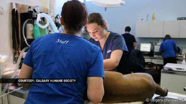 Concerning increase in medical neglect of pets during Calgary's economic downturn: Humane Society