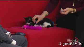 Sprout the kitten looking for a new home for the holidays