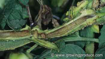 Avoid Tomato Pith Necrosis Crisis in Your Crop