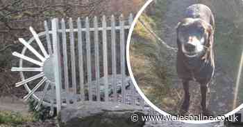 Dog fighting for its life after becoming impaled on 'dangerous' new fence installed by council