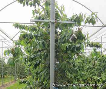Get to Know the New ‘Table Top’ Training System for Cherries
