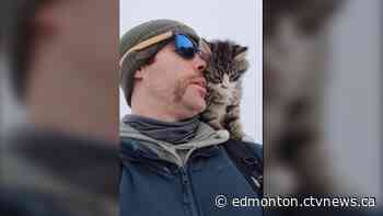 Frostbitten feline randomly rescued by Alberta hiker