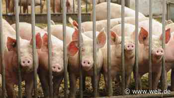 Das Höfesterben konterkariert die Regional-Idee beim Fleisch