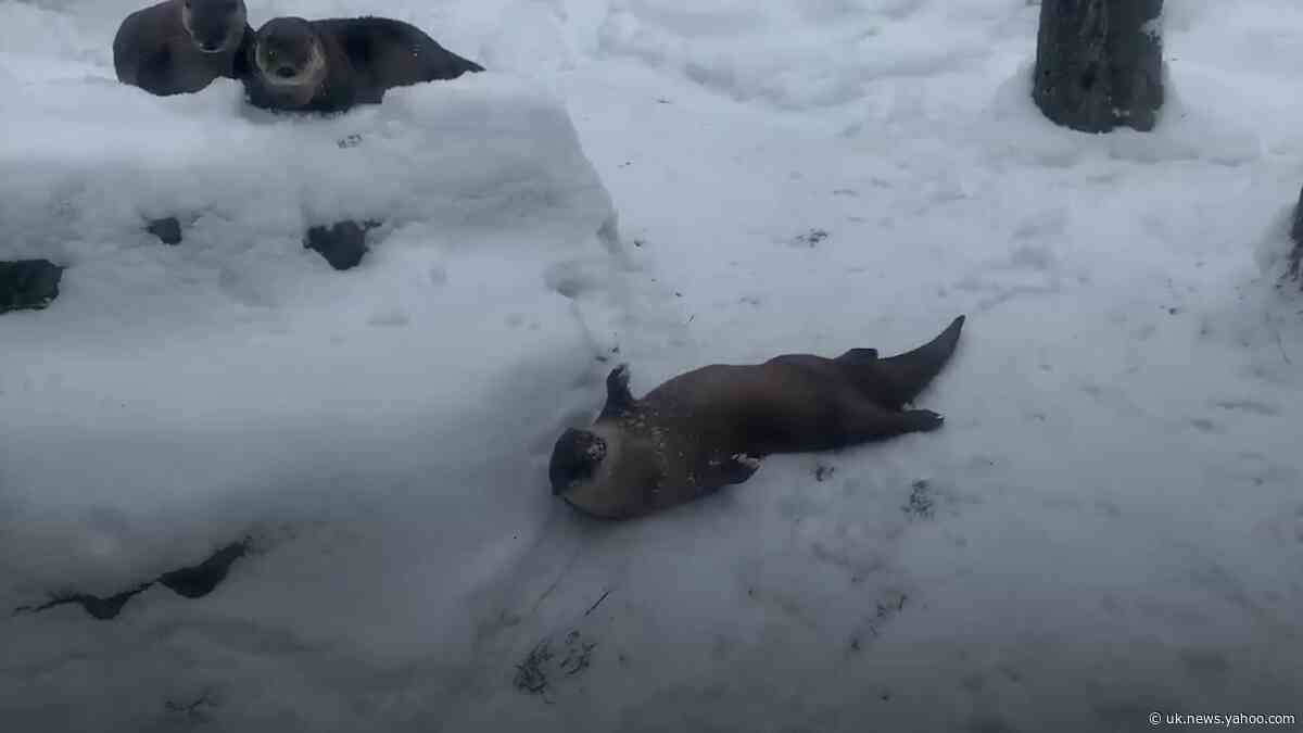 Otters play in the snow at New York zoo