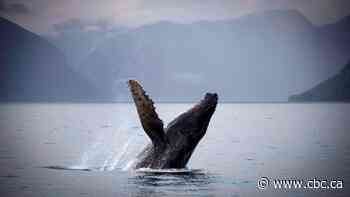 B.C. guide handed 1st fine under new whale-protection regulations after sailing too close to humpback